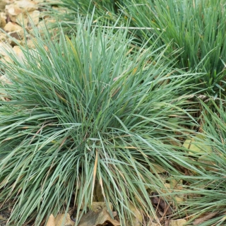 Келерия Синичка сизая (овсяница)