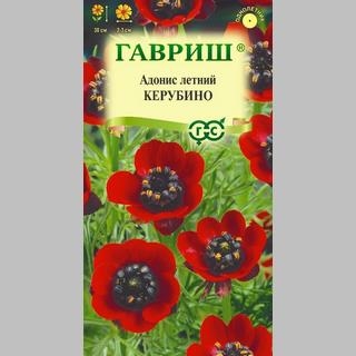 Адонис Керубино (летний)