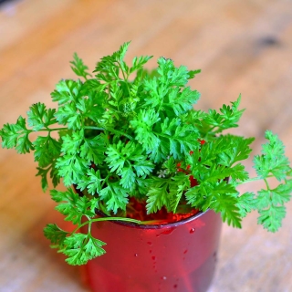 Кервель Ароматный