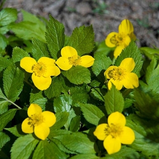 Хиломекон Японский (большой пакет)