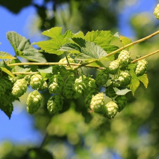 Хмель Изумрудные сережки обыкновенный