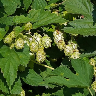 Хмель Дружный