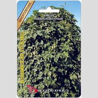 Хмель Душистая гроздь обыкновенный
