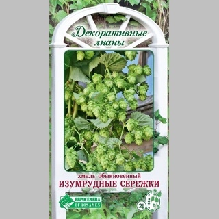 Хмель Изумрудные сережки обыкновенный