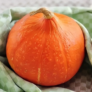 Тыква Хоккайдо