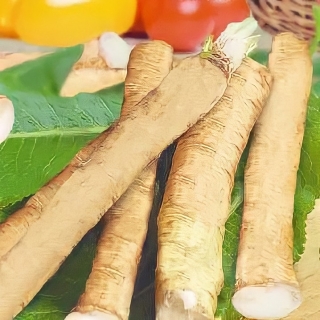 Катран Хренодер