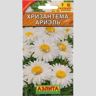 Хризантема Ариэль