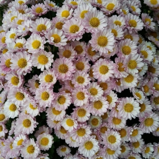 Хризантема Белоснежка