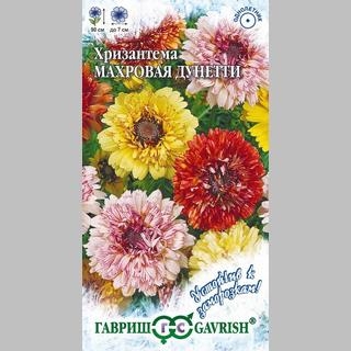 Хризантема Дунетти