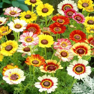 Хризантема килеватая Смесь окрасок