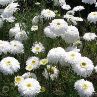 Хризантема Платье невесты махровая