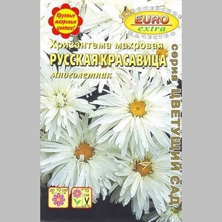Хризантема Русская красавица