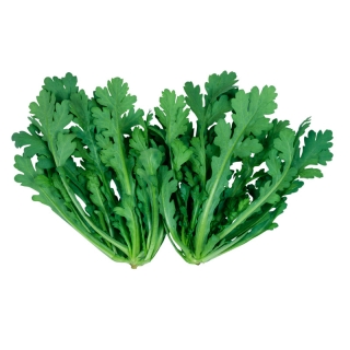 Хризантема Кикубари овощная