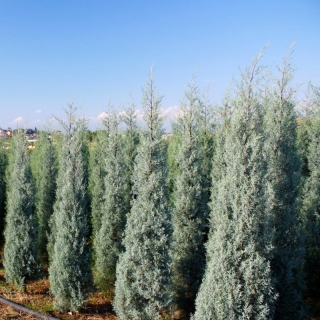 Кипарис Аризонский (большой пакет)