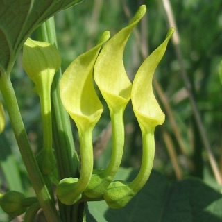 Кирказон Клематисовидный (большой пакет)