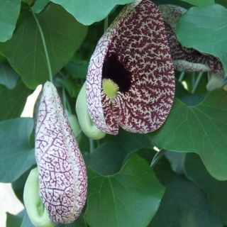 Кирказон манчжурский (большой пакет)