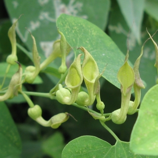 Кирказон Изумрудный каскад (скрученный)