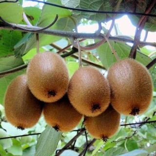 Актинидия Китайская Киви (большой пакет)