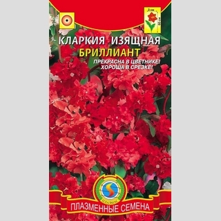 Кларкия Бриллиант (изящная)