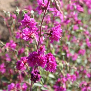 Кларкия Пурпурная