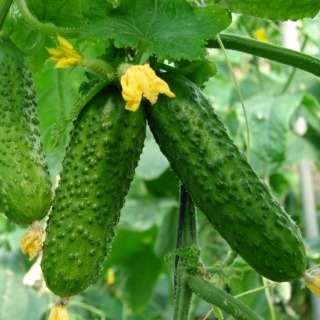 Огурец Клавдий F1