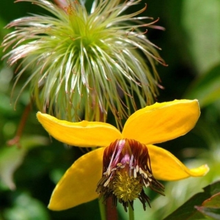 Клематис Гелиос