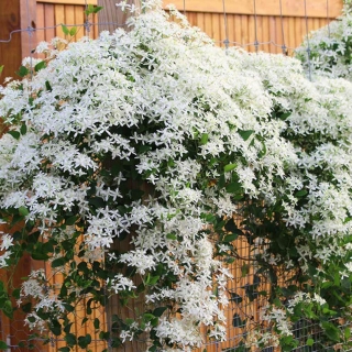 Клематис Маньчжурский