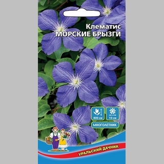 Клематис Морские брызги