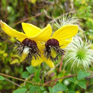 Клематис Пильчатолистный (Ломонос) (большой пакет)