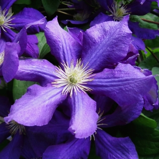 Клематис Сапфировая россыпь (цельнолистный)