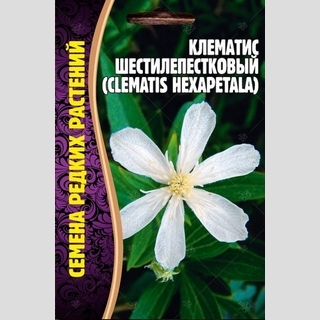 Клематис Шестилепестковый (большой пакет)