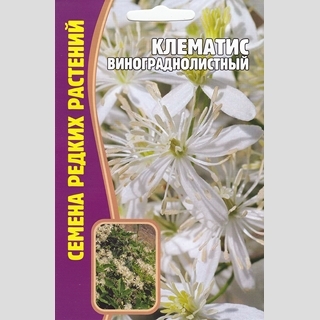 Клематис Виноградолистный (большой пакет)
