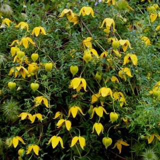 Клематис Золотой петушок