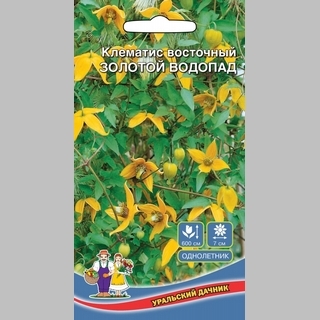 Клематис Золотой Водопад восточный