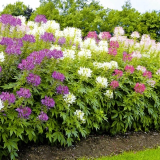 Клеома Бенгальские огни F1 смесь