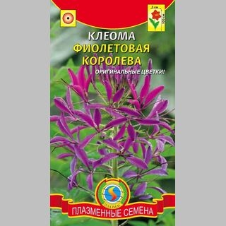 Клеома Фиолетовая Королева