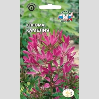 Клеома Камелия