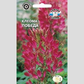 Клеома Победа