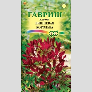 Клеома Вишневая королева