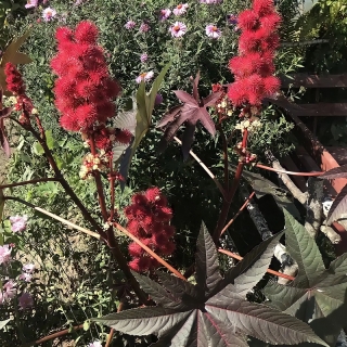 Клещевина Гибсона (декоративная)