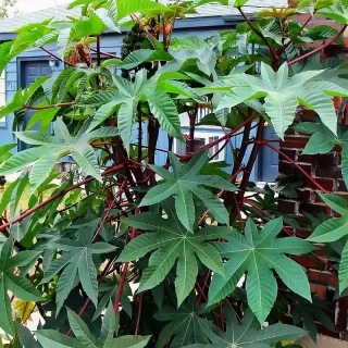 Клещевина занзибарская (декоративная)