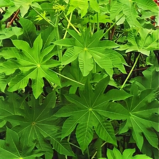 Клещевина Занзибар Грин