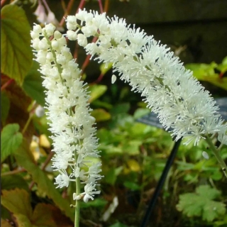 Клопогон Душистый (кистевидный)