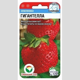 Земляника Гигантелла