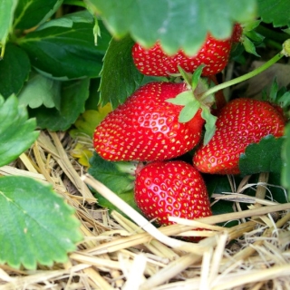 Земляника Искушение (Клубника) ампельная