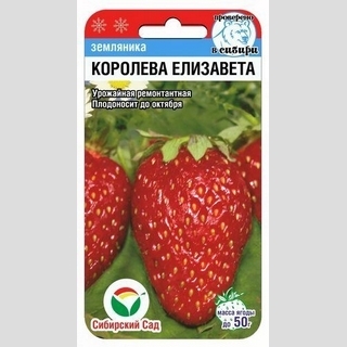 Земляника Королева Елизавета (клубника)