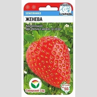 Земляника Женева (клубника)