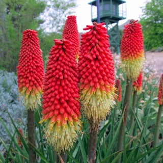 Книфофия Марсианка (ягодная)