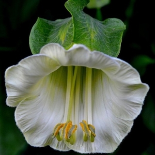 Кобея Винно-белая лазающая