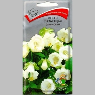 Кобея Винно-белая лазающая